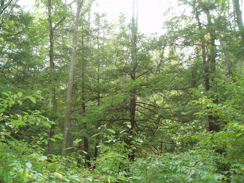 Hemlock - mixed hardwood palustrine forest